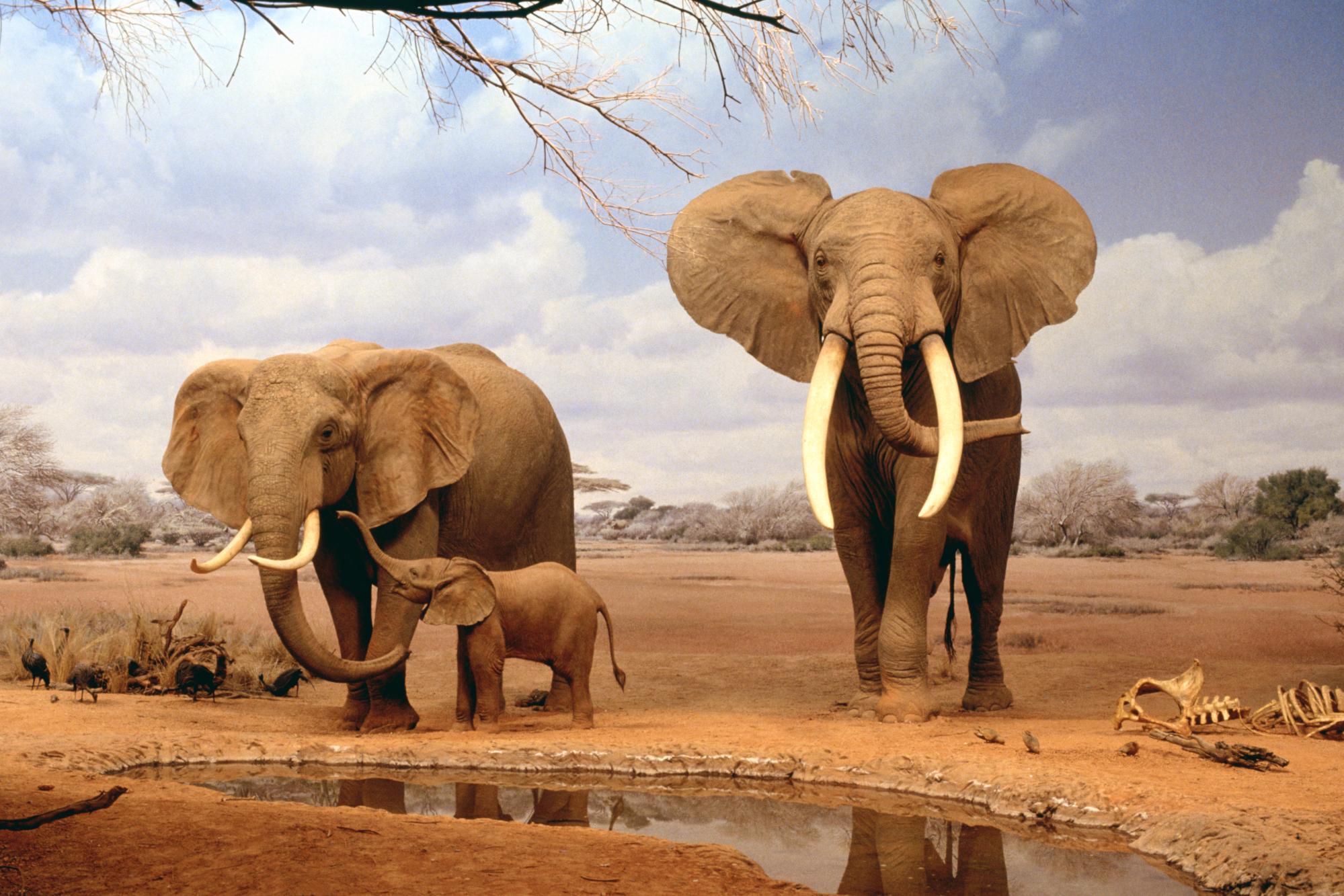 Download Africa Elephants Summer Animals Desktop Wallpaper. Full