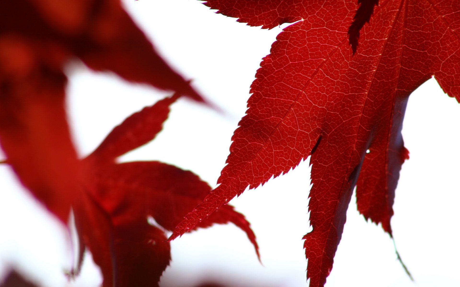 Abstract Big Red Leaves Wallpaper Picture Wide 1920x1200PX