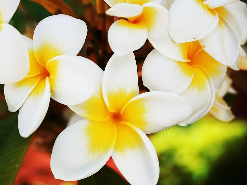 Hawaiian Flower Wallpaper Flower
