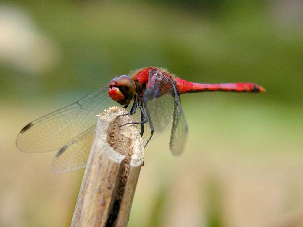 Cute Red Dragonfly Wallpaper, Animals Wallpaper, HD phone