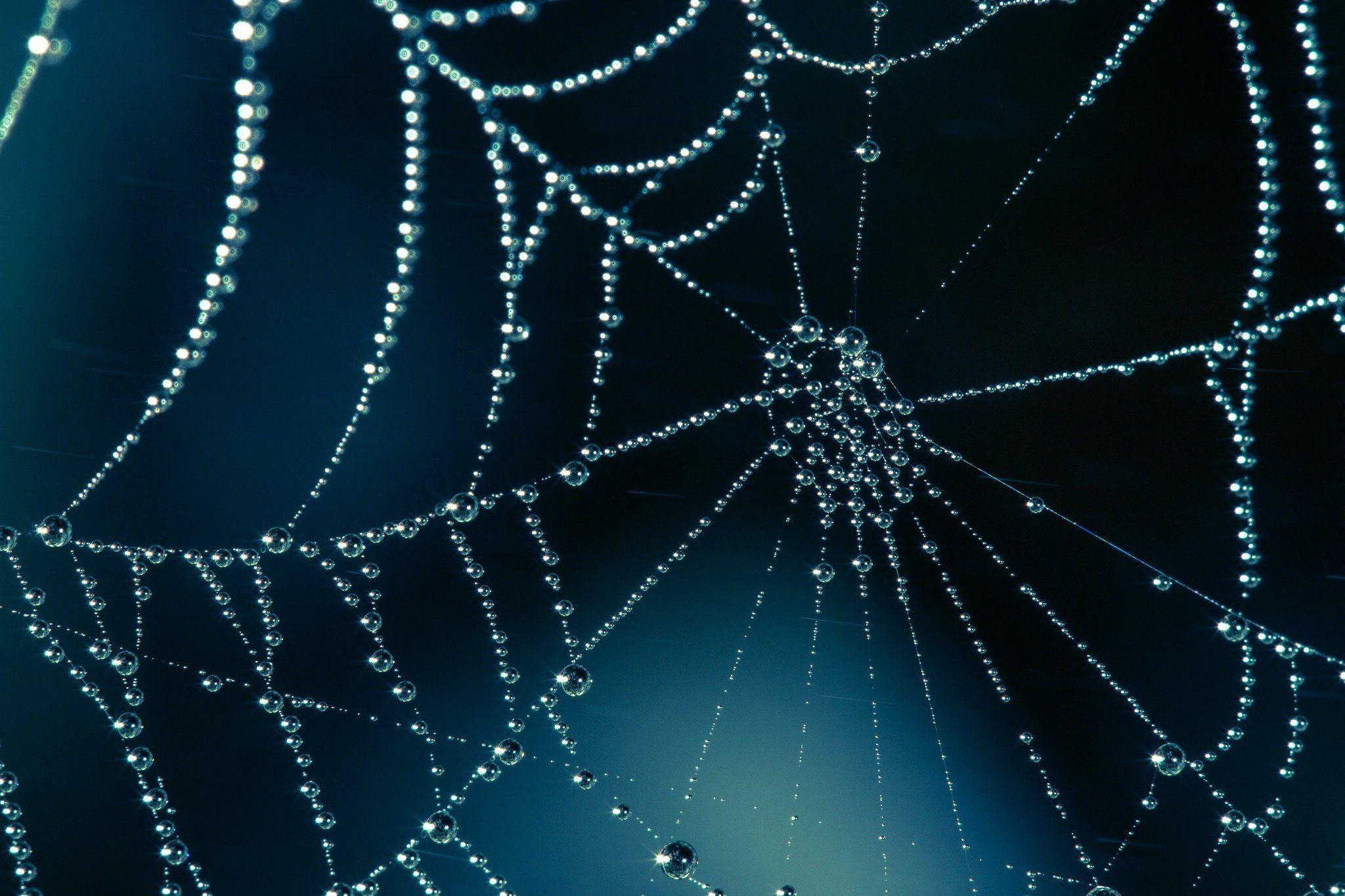 Web drops macro shiny bokeh spider spiderweb wallpaperx1365