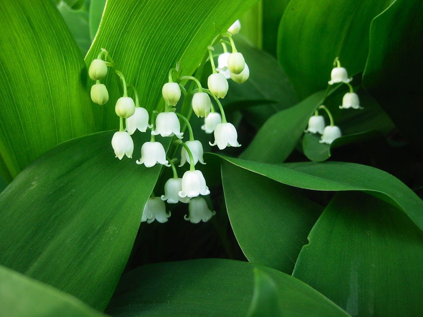 Desktop Wallpaper · Gallery · Nature · Lily of the valley