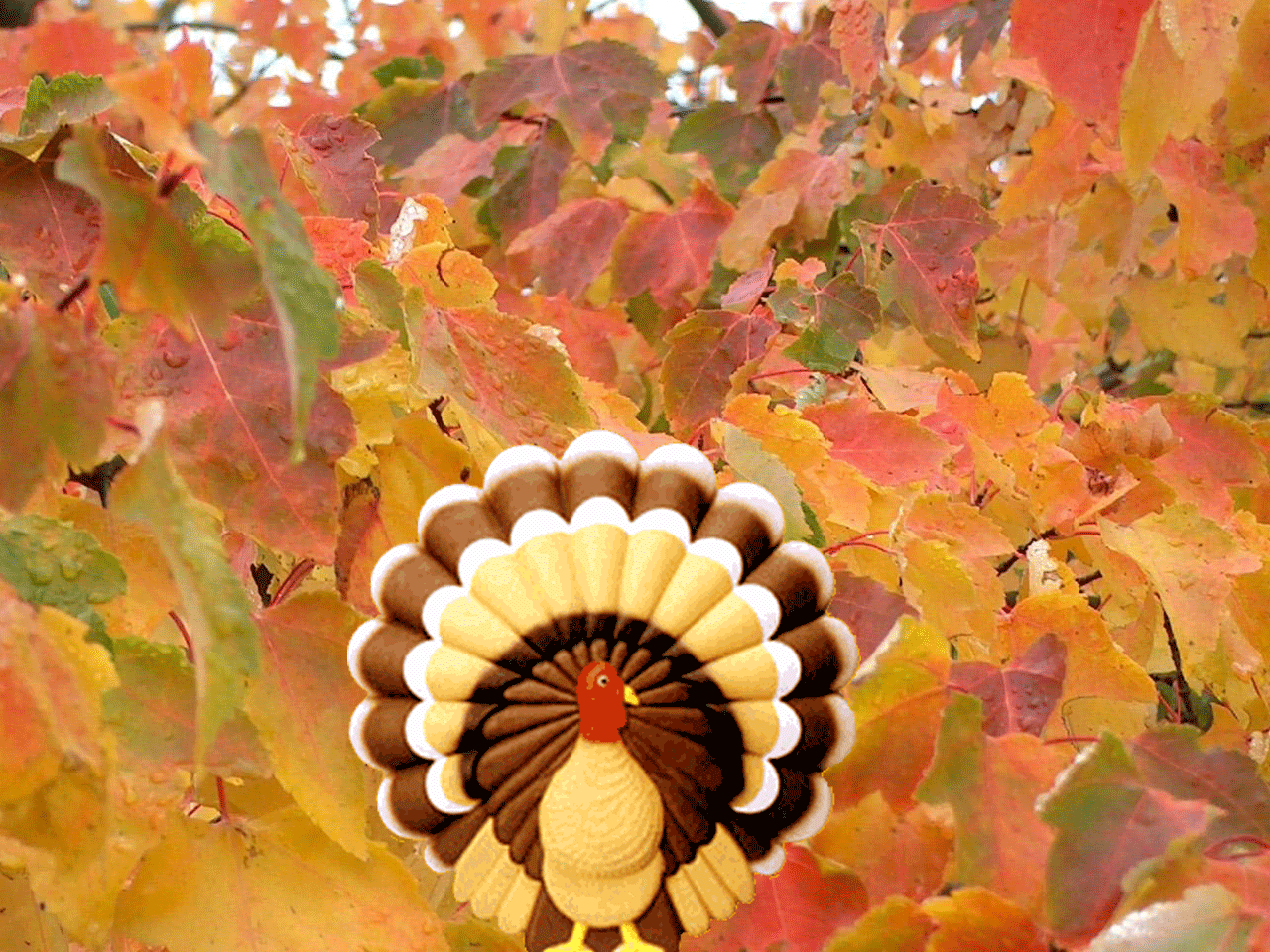 thanksgiving turkey wallpaper 2015