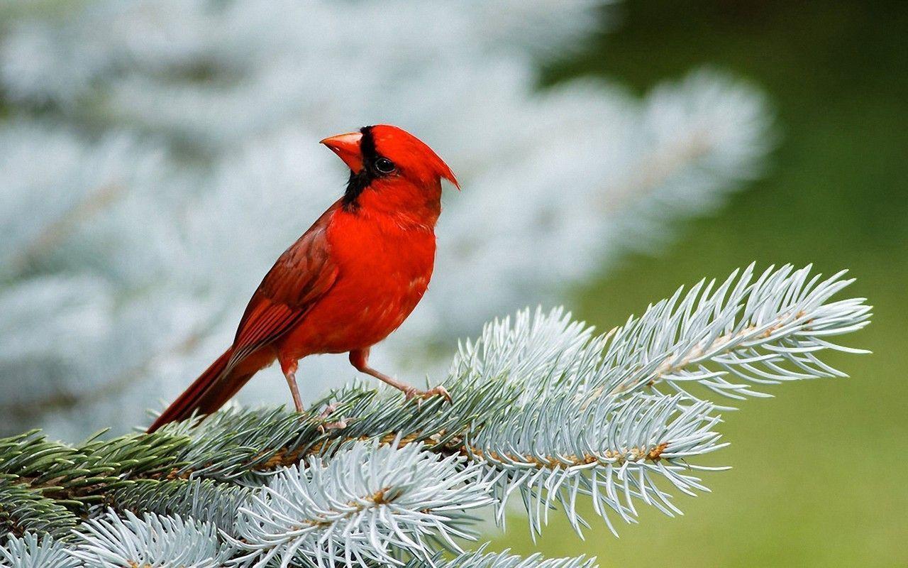 Animal: Red Bird Wallpaper, bird wallpaper free, birds image