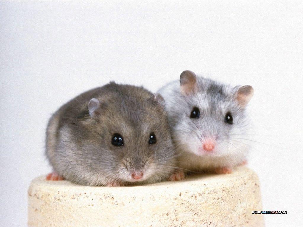 Cute Pet Hamster Wallpaper / Photo14