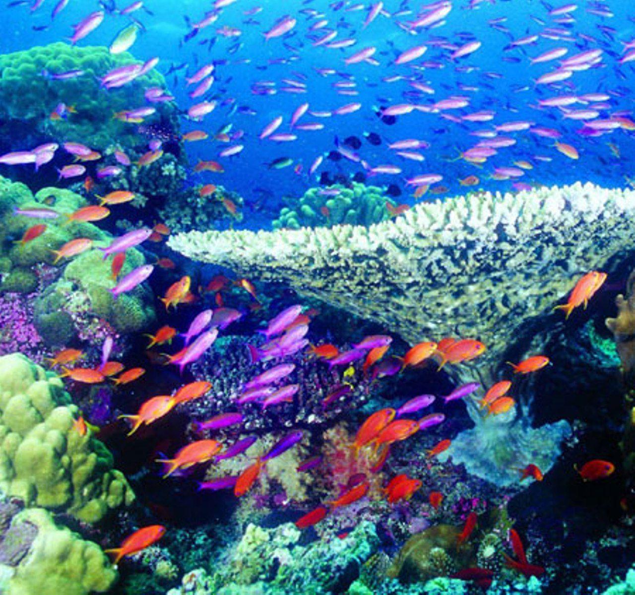 Coral Reef Picture « Desktop Background Wallpaper HD
