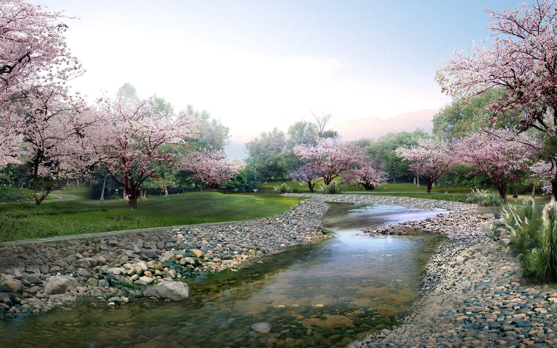 sakura flower best HD wallpaper pics