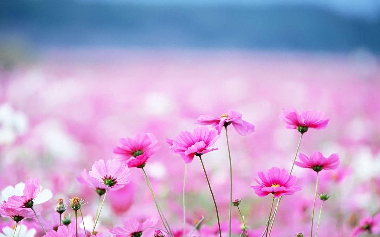 Hd 1280x800 Cute Pink Flowers Desktop Wallpaper Background