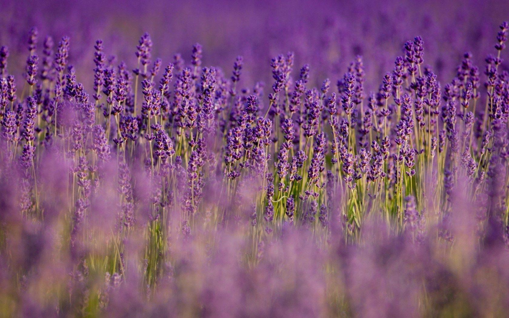 Lavender Flowers Purple Field Focus Purple HD Wallpaper