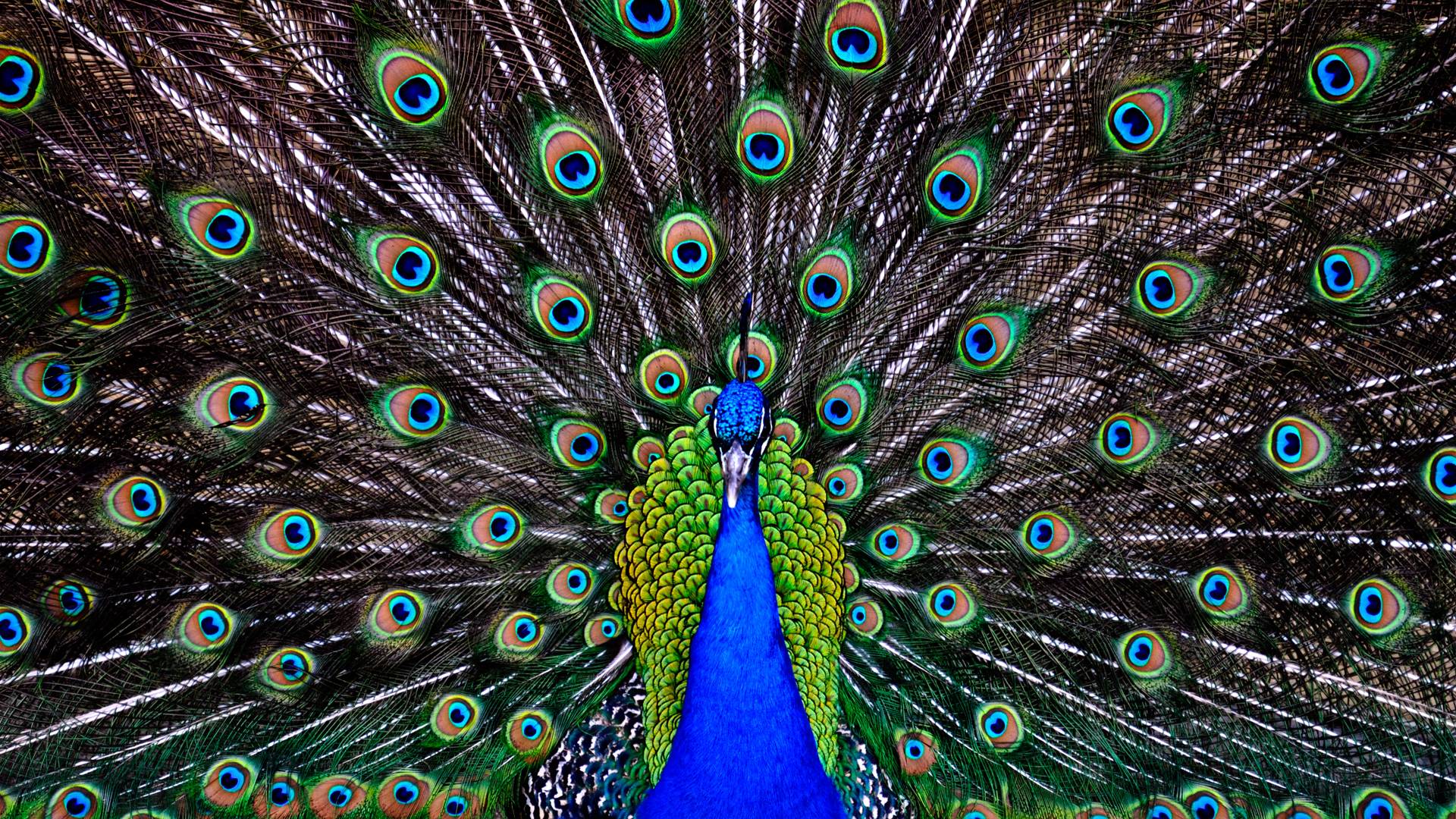 Wallpaper For > Peacock Wallpaper Desktop