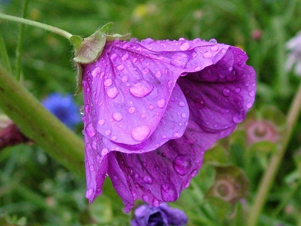 Flowers For > Flowers With Raindrops Wallpaper