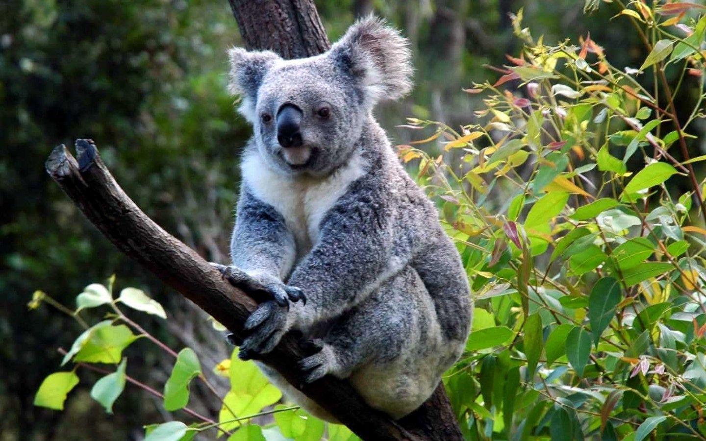 The Koala, animals, forest, green, koala 1440x widescreen