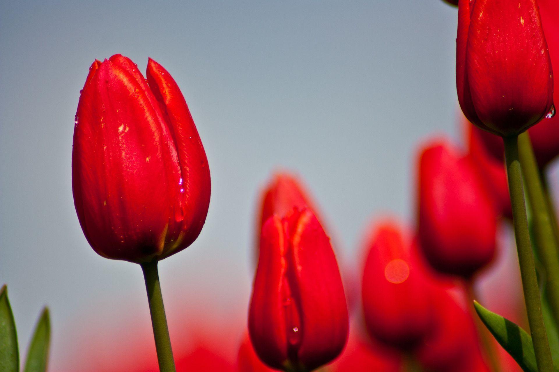 Red Tulips Wallpaper 19870 1920x1280 px