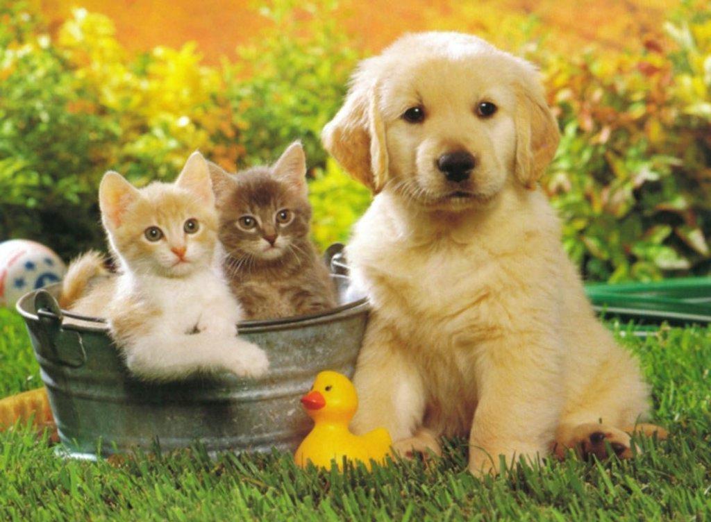 Puppy Dog Animal Wallpaper Free Download HD Desktop Wallpaper
