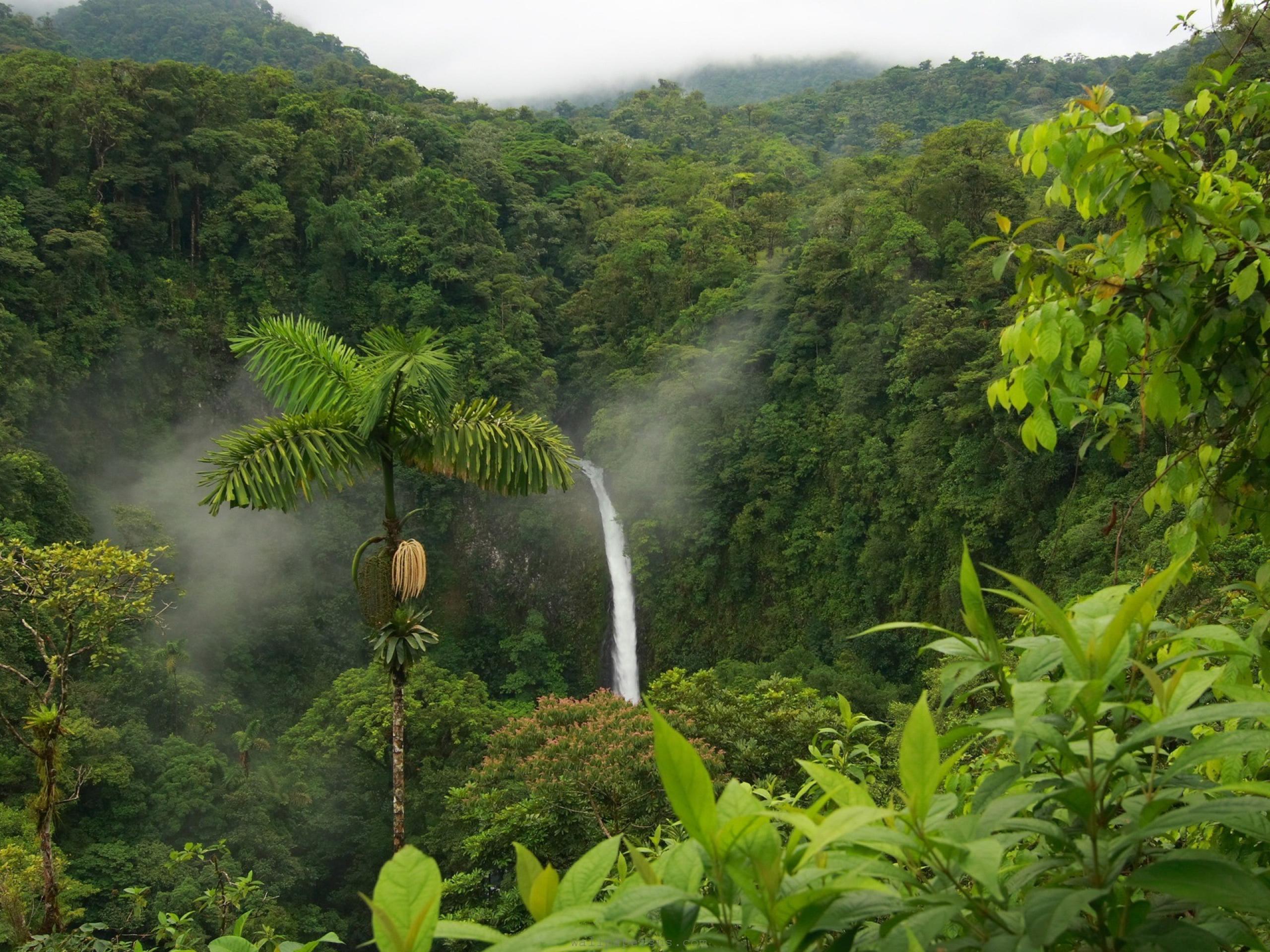 Tropical Rainforest Wallpaper