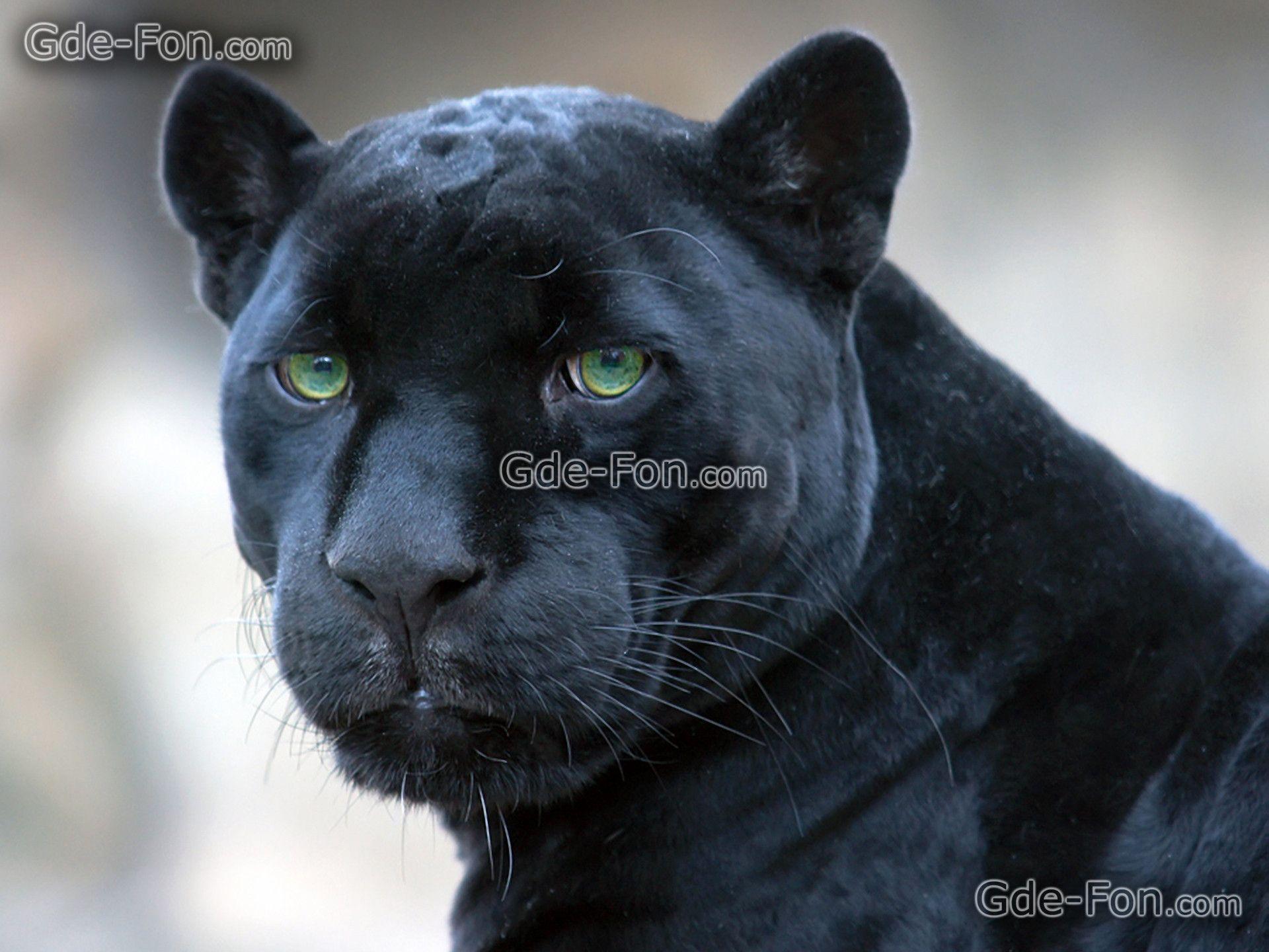 Download wallpaper jaguar, black, panther free desktop wallpaper