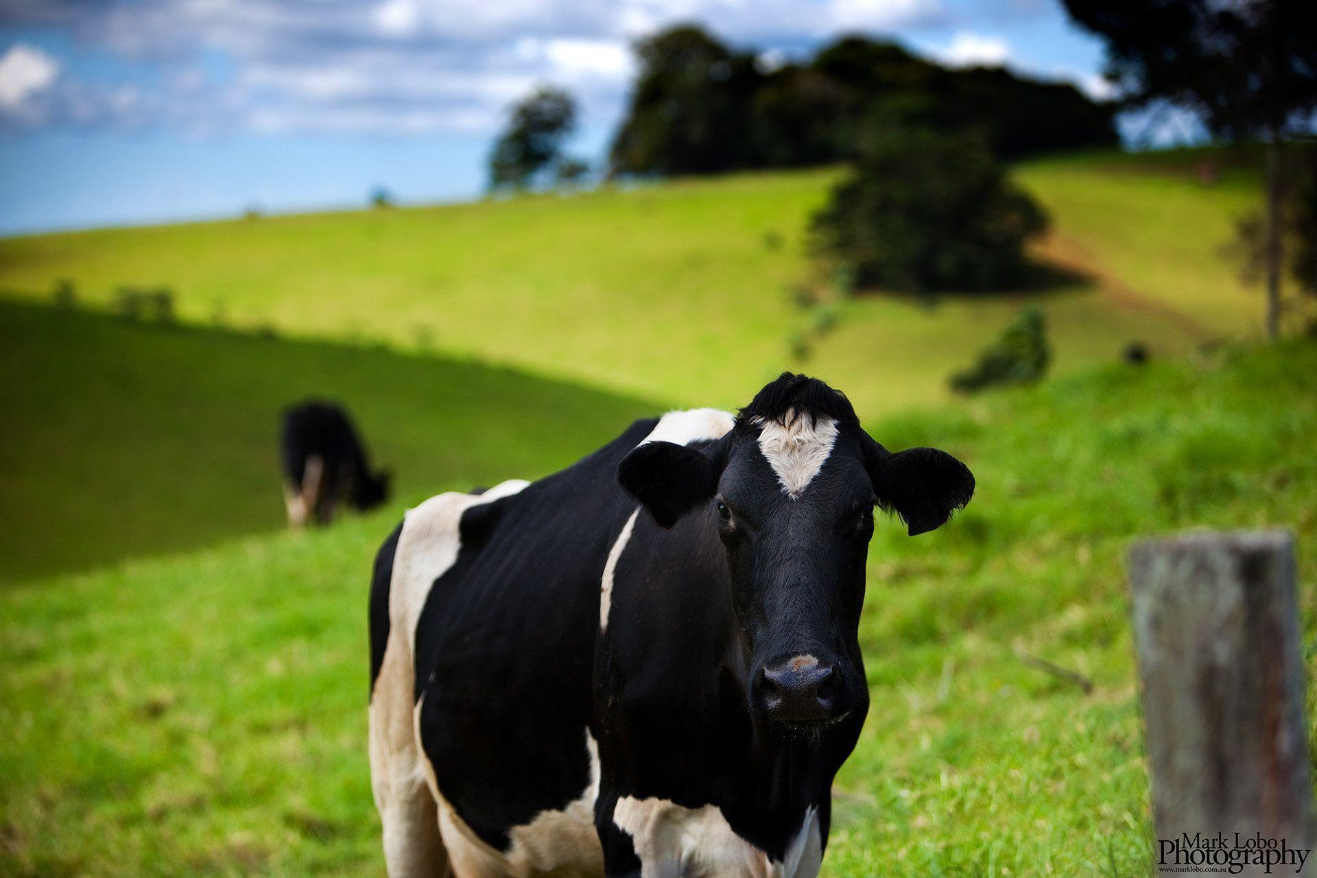 Cows Grazing