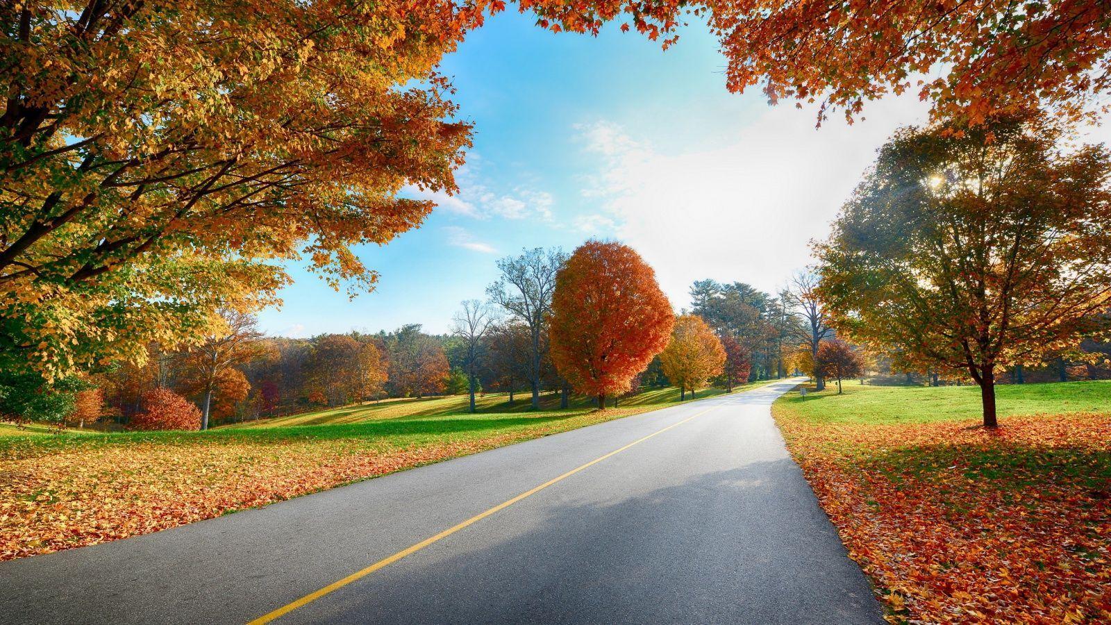 Autumn road nature scenery Wallpaper