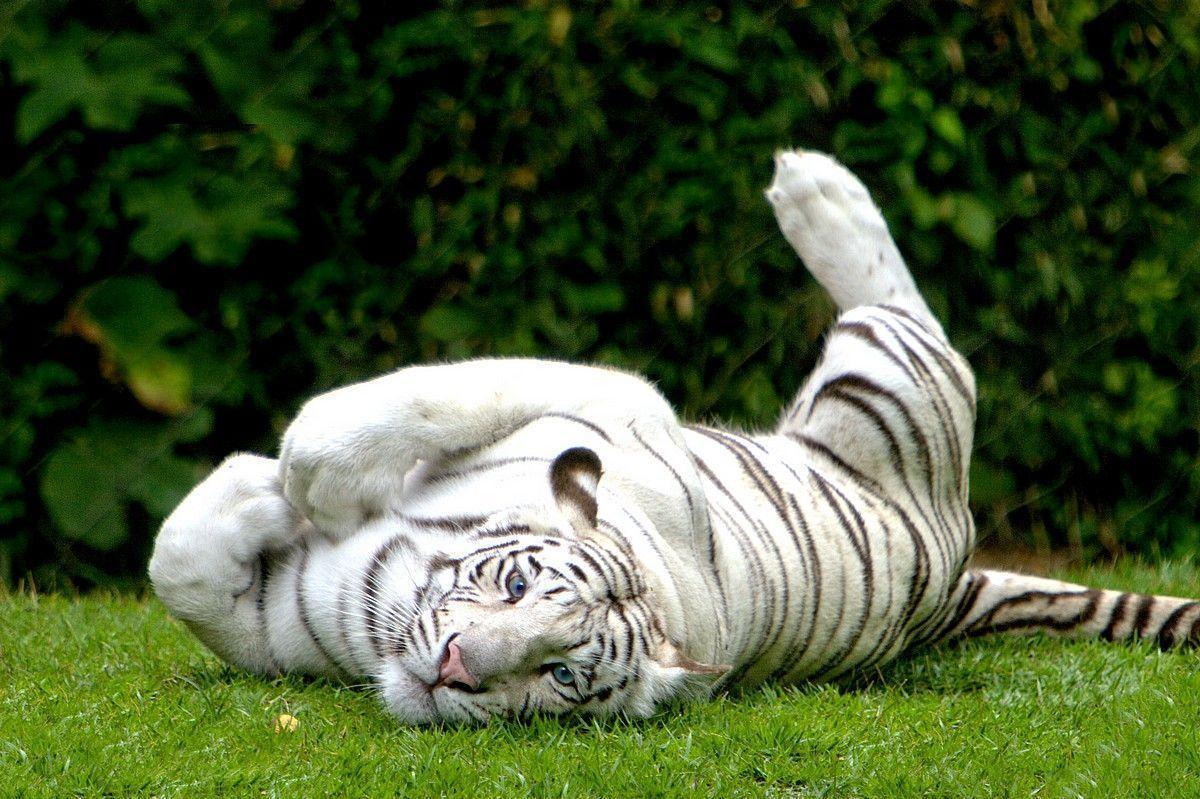 image For > White Royal Bengal Tiger