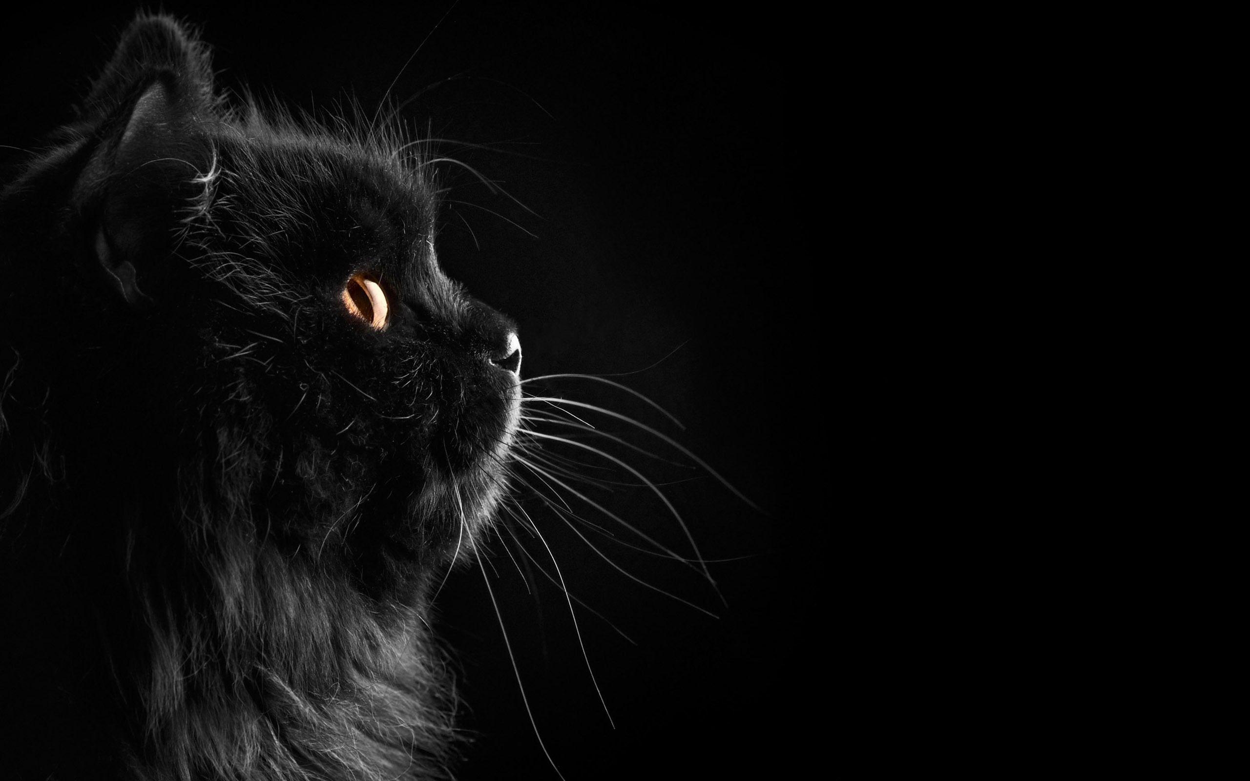 Black Cat In The Dark X Oobooi Wallpaper