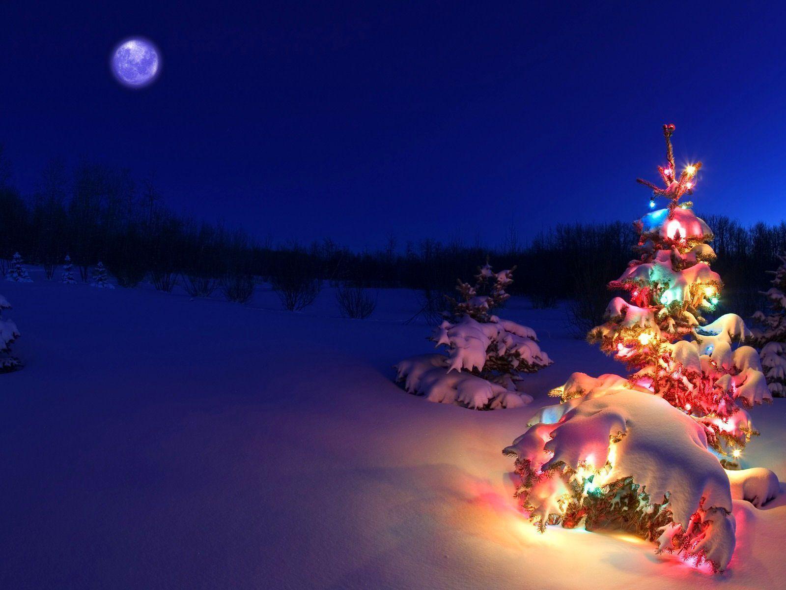 Xmas Stuff For > Christmas Tree Lights Background