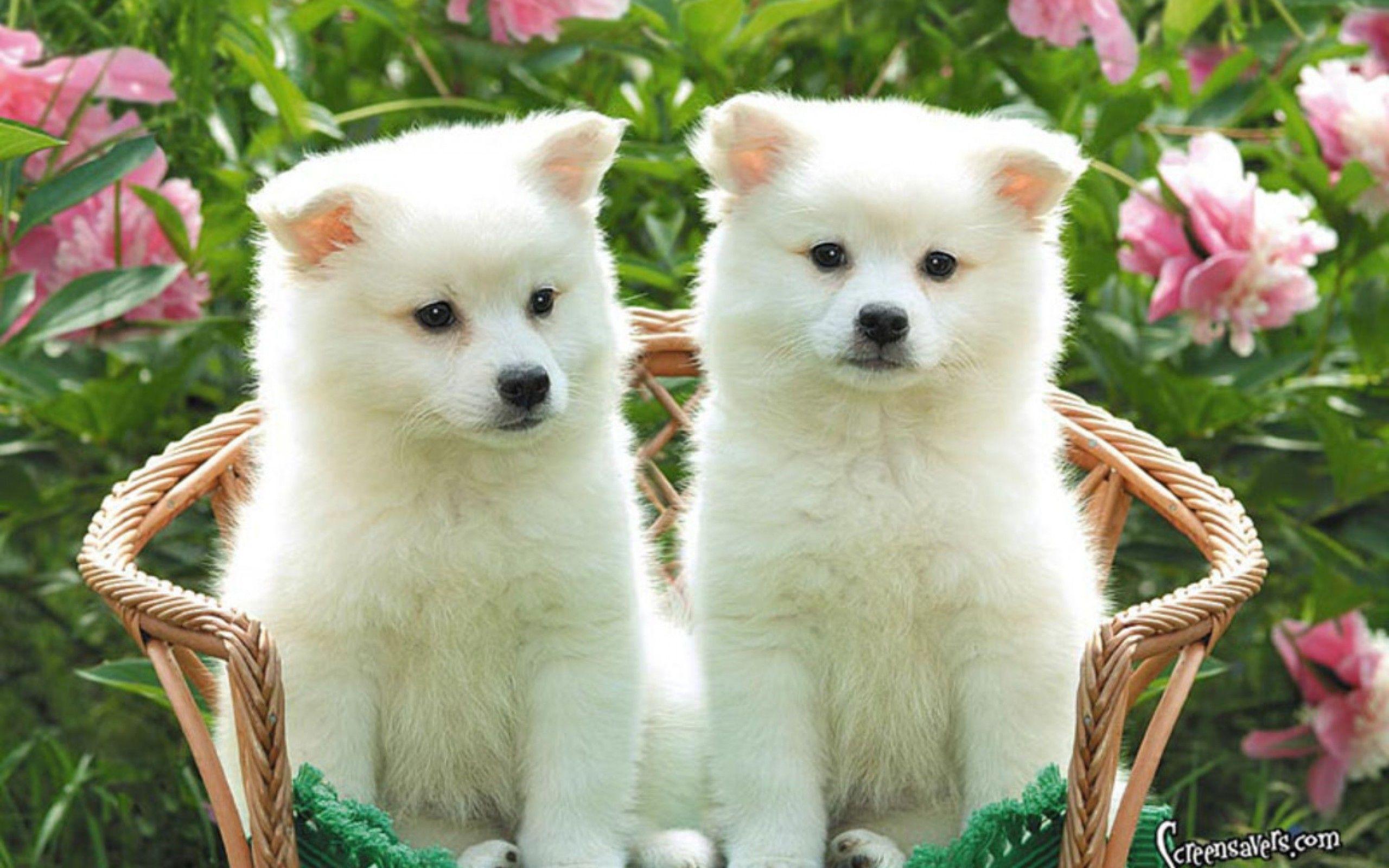 Wallpaper For > Cute Puppy Wallpaper Background