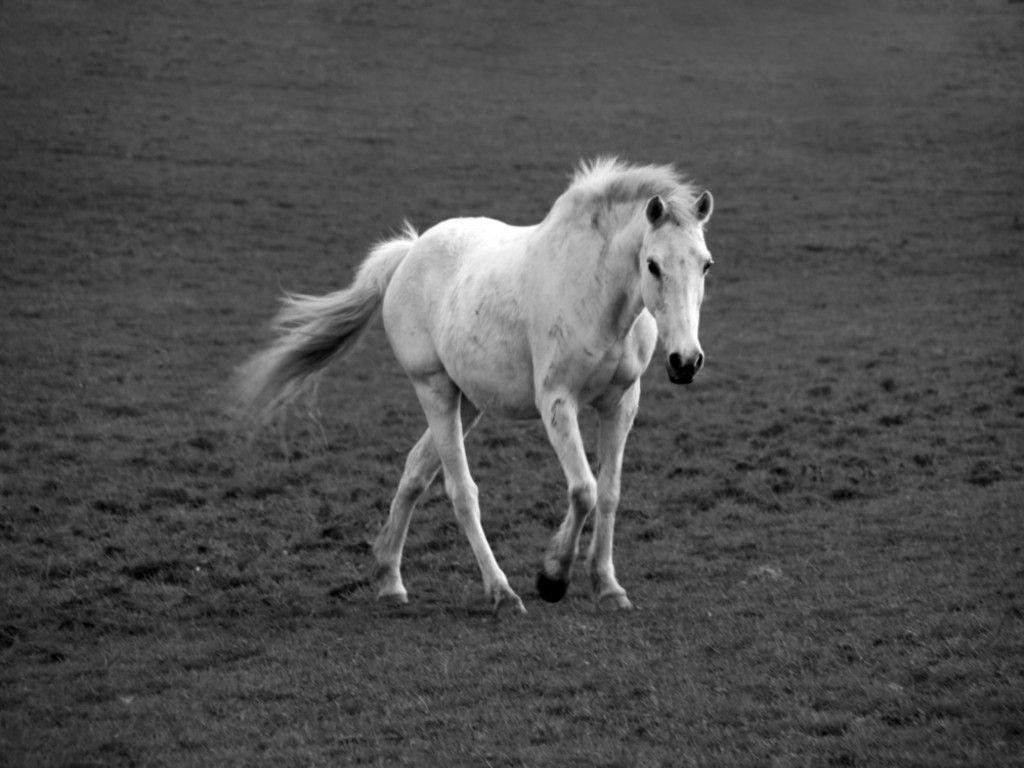 Animals For > Cute White Horse Wallpaper