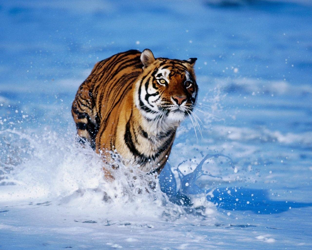 Tiger in the water desktop wallpaper. HD Nature Wallpaper