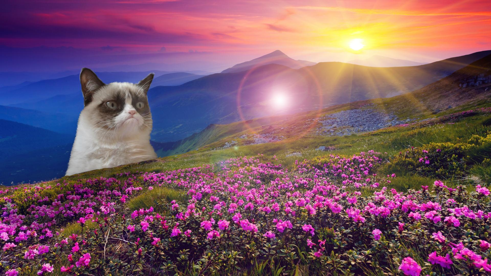 Grumpy Cat HD Wallpaper. Grumpy Cat Image