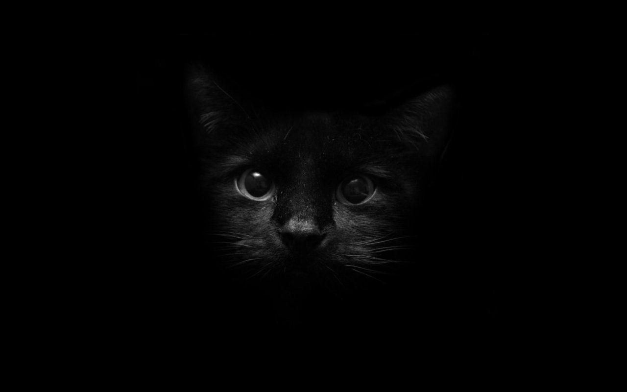 Scary Black Cat Background Black Halloween Wal Wallpaper