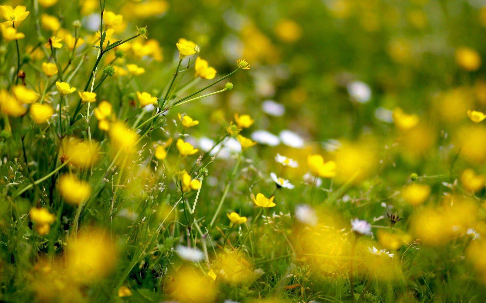 Yellow Flowers Hi ReS Wallpaper. Download High Resolution & HD
