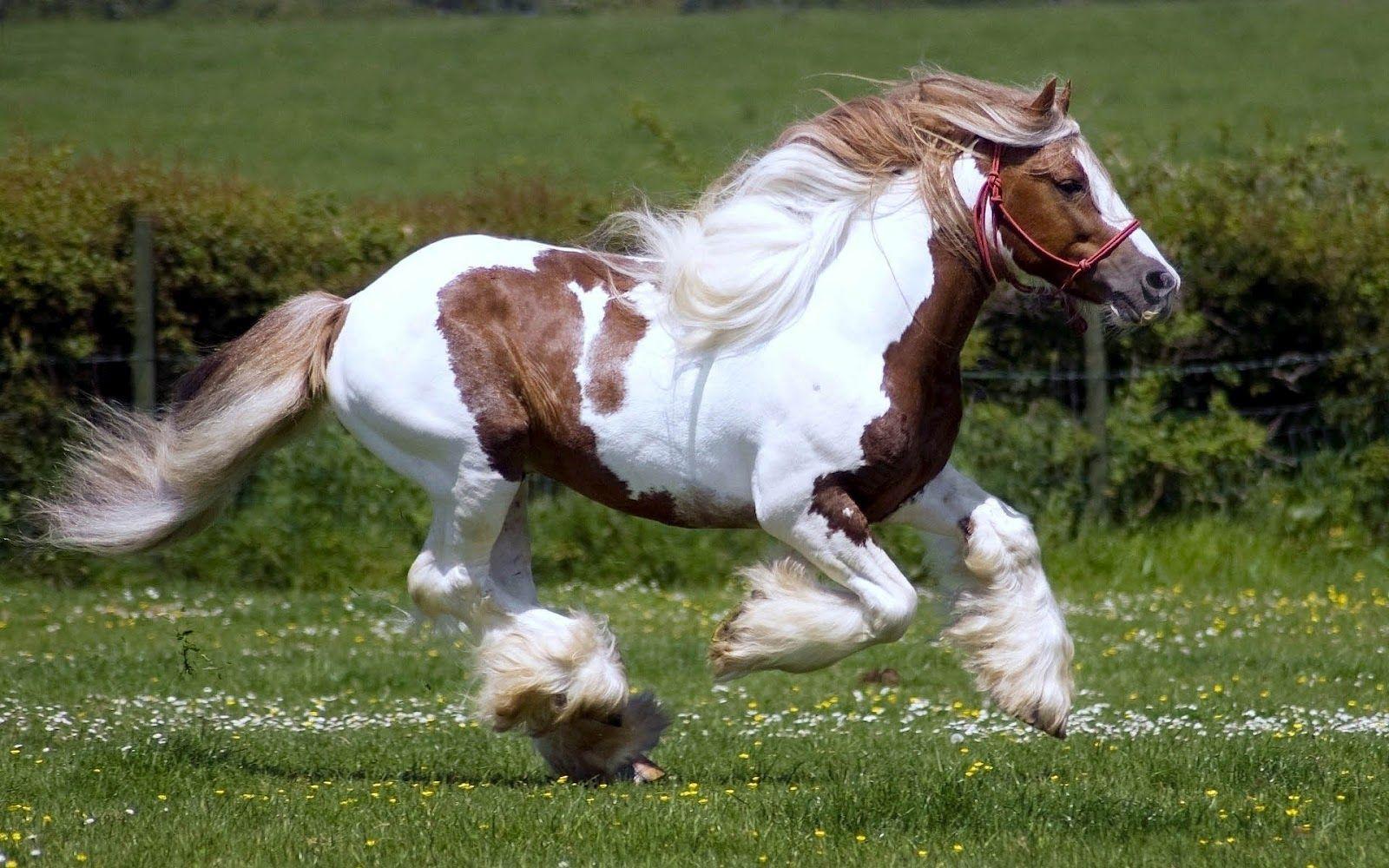 Animal: Horse Fast Running White Brown Horses HD Wallpaper, horse