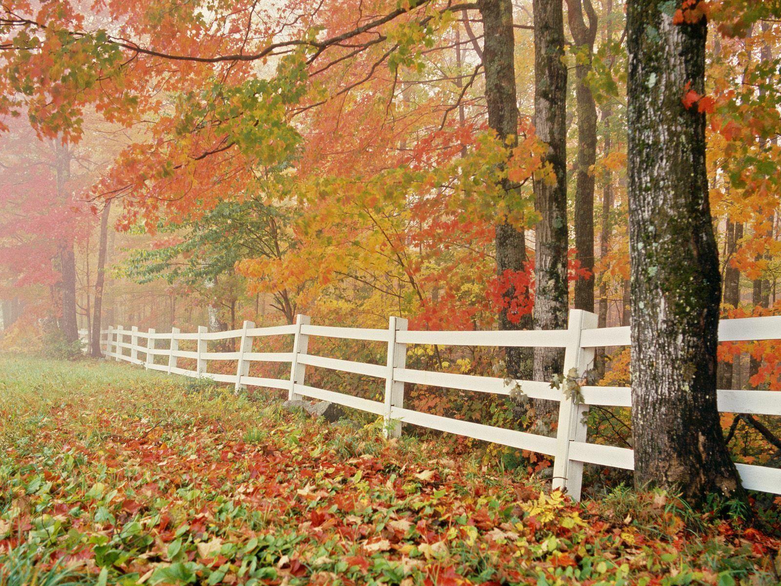 Fall Nature Wallpaper and Picture Items
