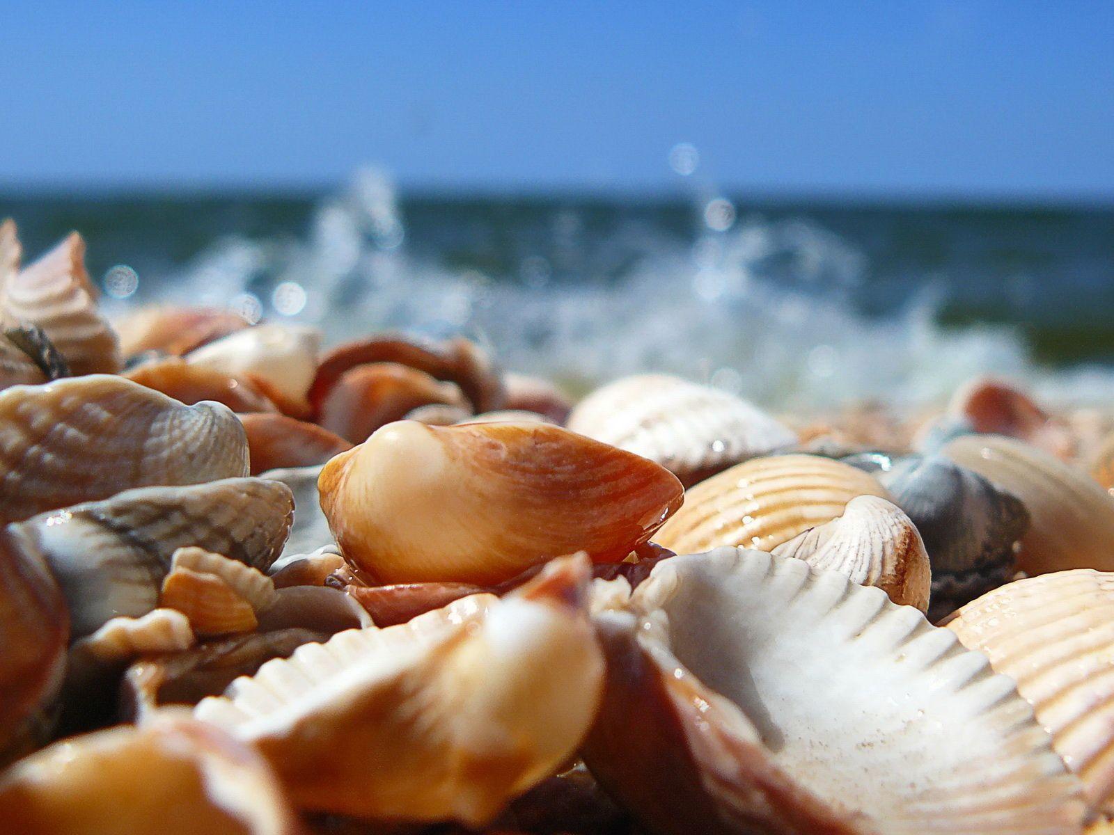 Seashells on the Seashore / Good