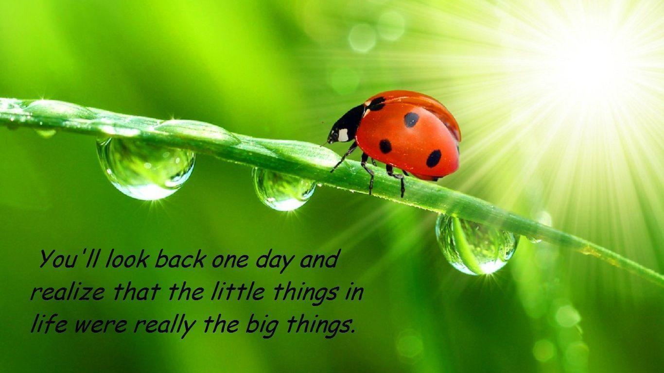 Ladybug Quotes Wallpaper 36104 Hi Resolution. Best Free JPG