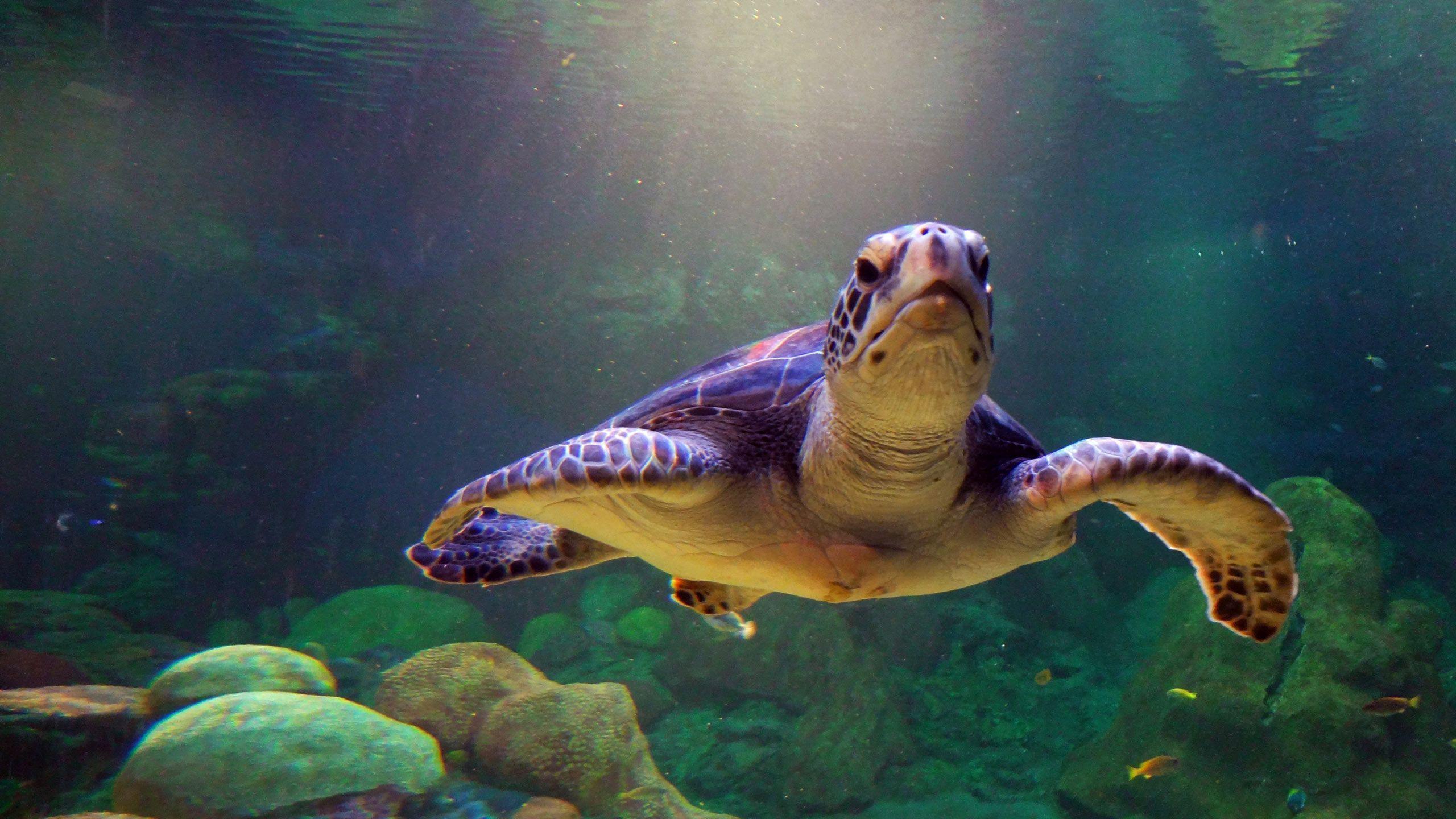 high resolution 2560x1440 Free Sea Turtle Diving wallpaper taken