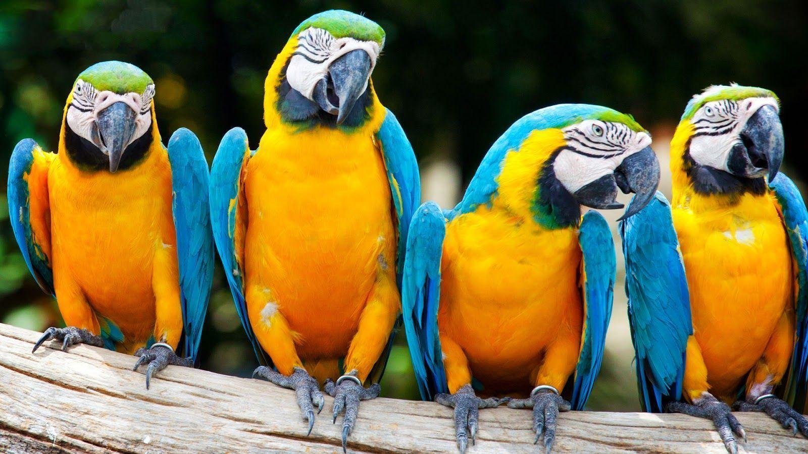 Animals For > Blue And Gold Macaw Wallpaper