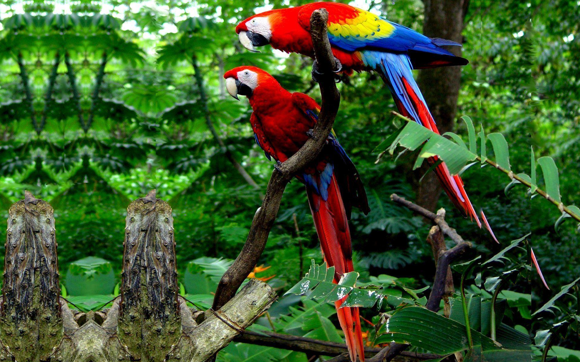Colorful Winged Macaw Parrots Widescreen Wallpaper Free Download