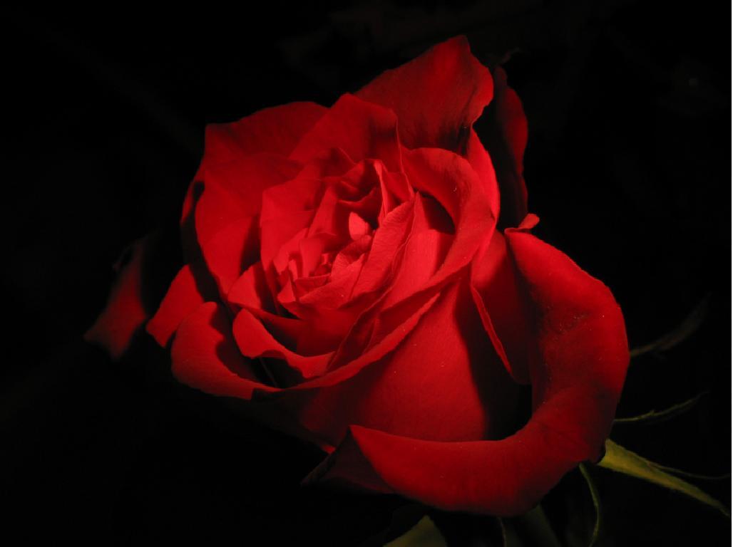 Black And Red Rose Background