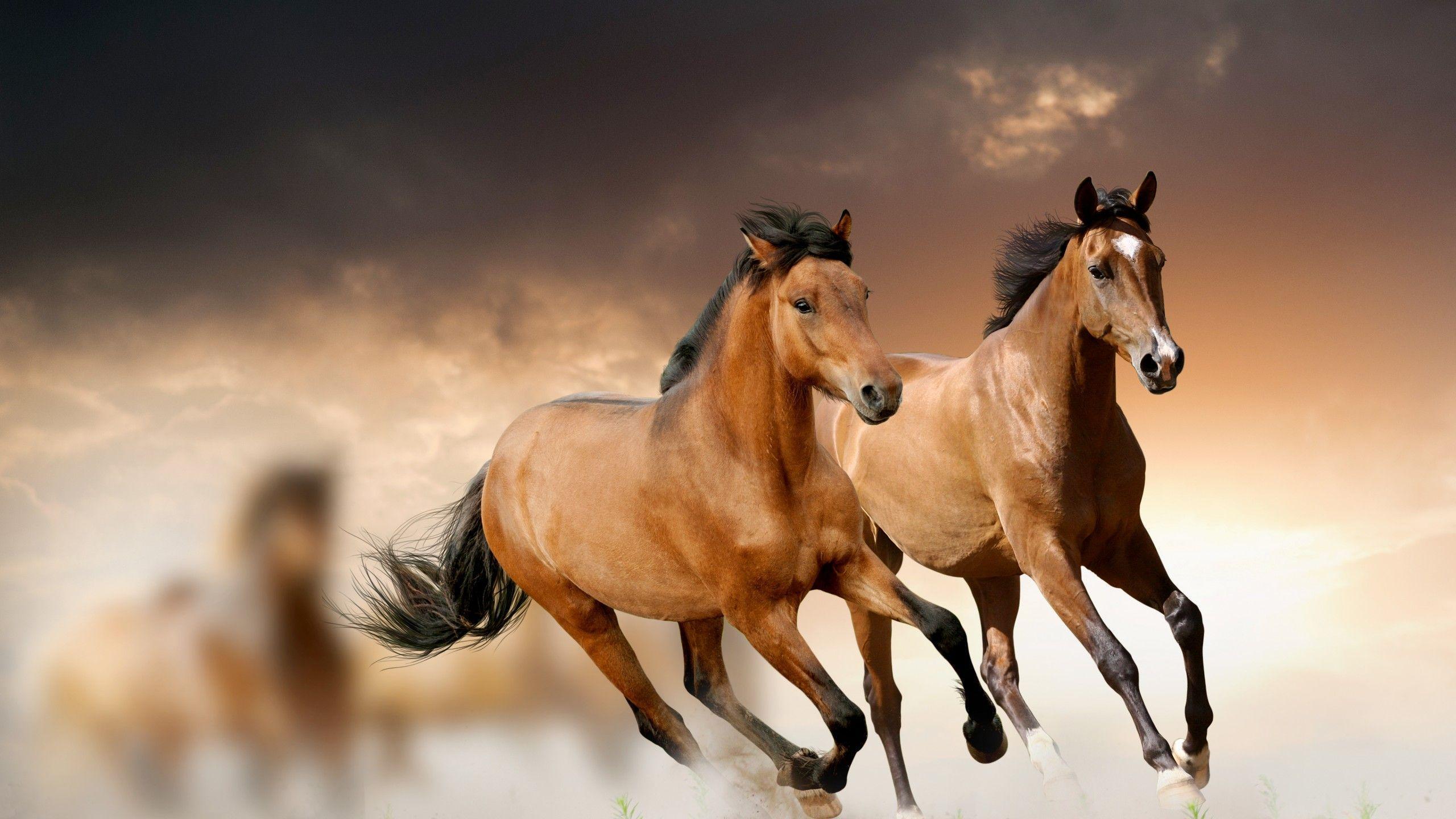 Cool Running Golden Horse. Animal Wallpaper HD. Widescreen