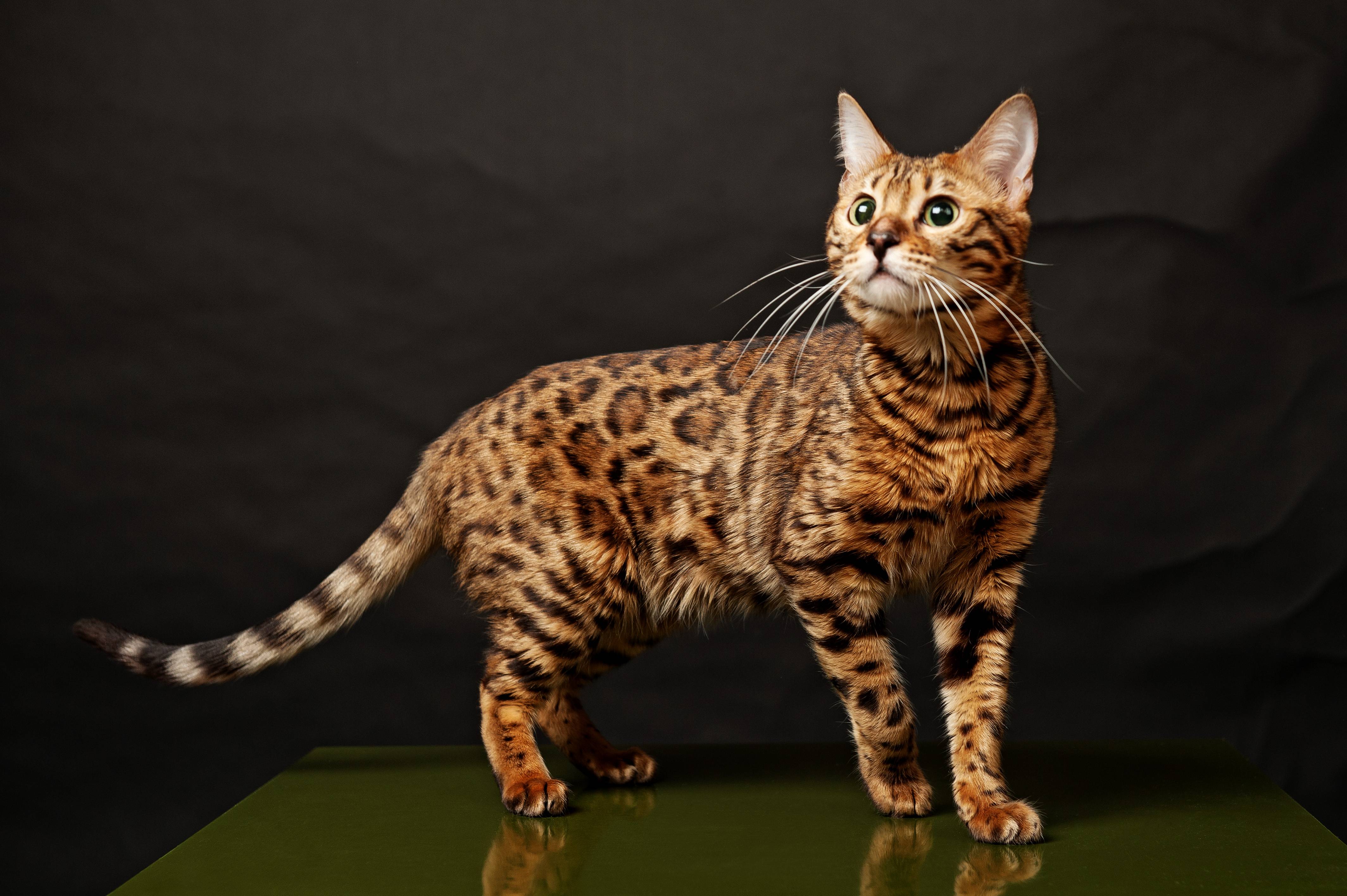 What Is A Bengal Cat Temperament At Clifford Littlejohn Blog