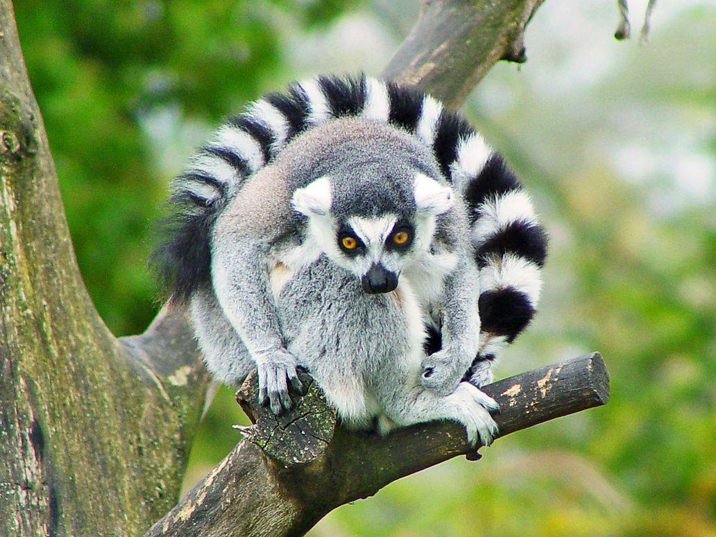 Lemur Wallpapers - Wallpaper Cave