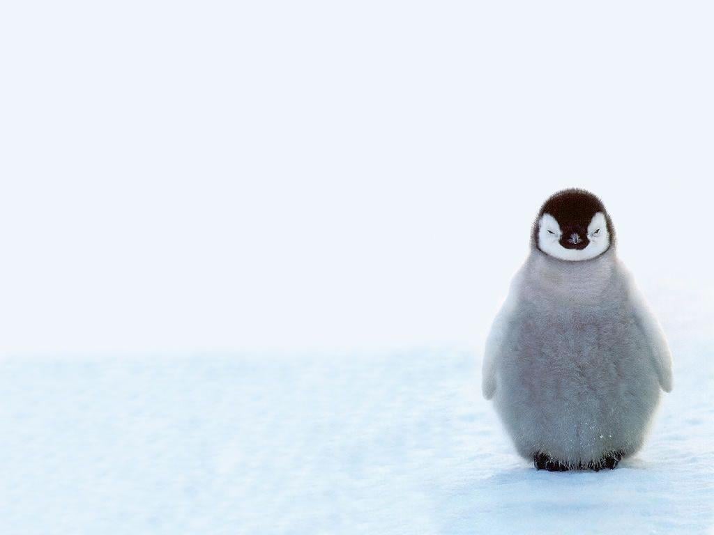 Wallpaper For > Cute Penguin Christmas Wallpaper