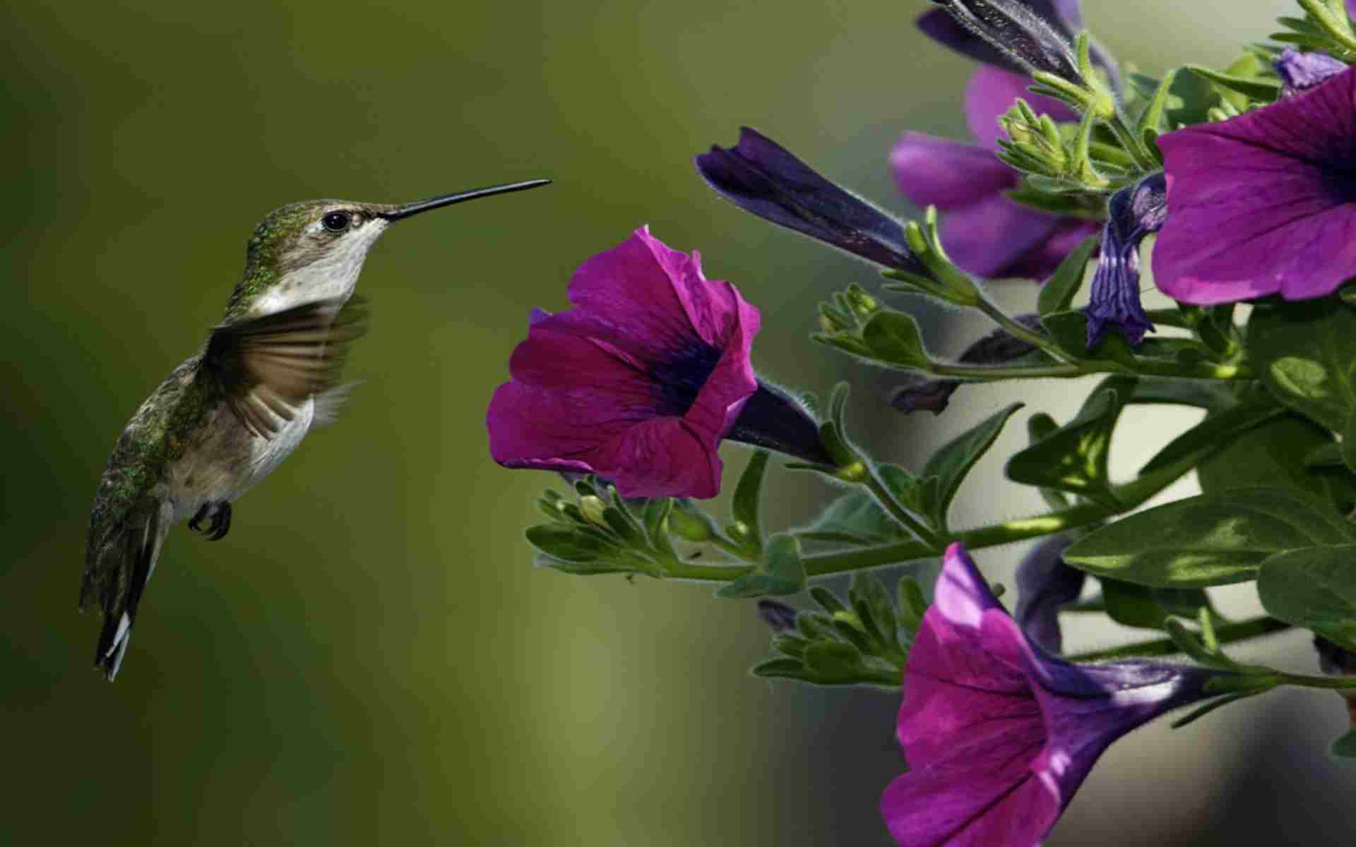 bird and purple flowers wallpaper free picture