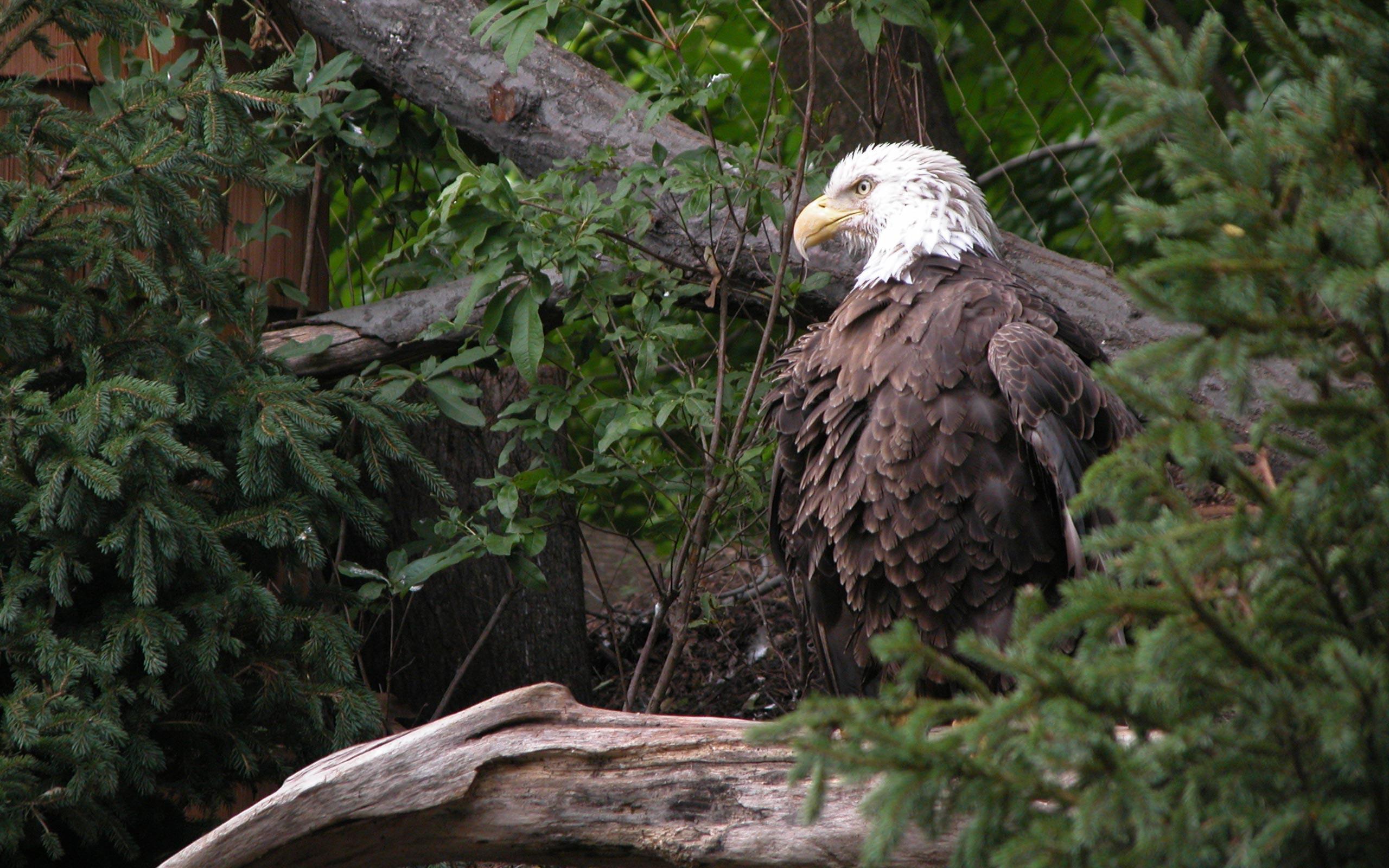 Bald eagle proud eagle bird free desktop background