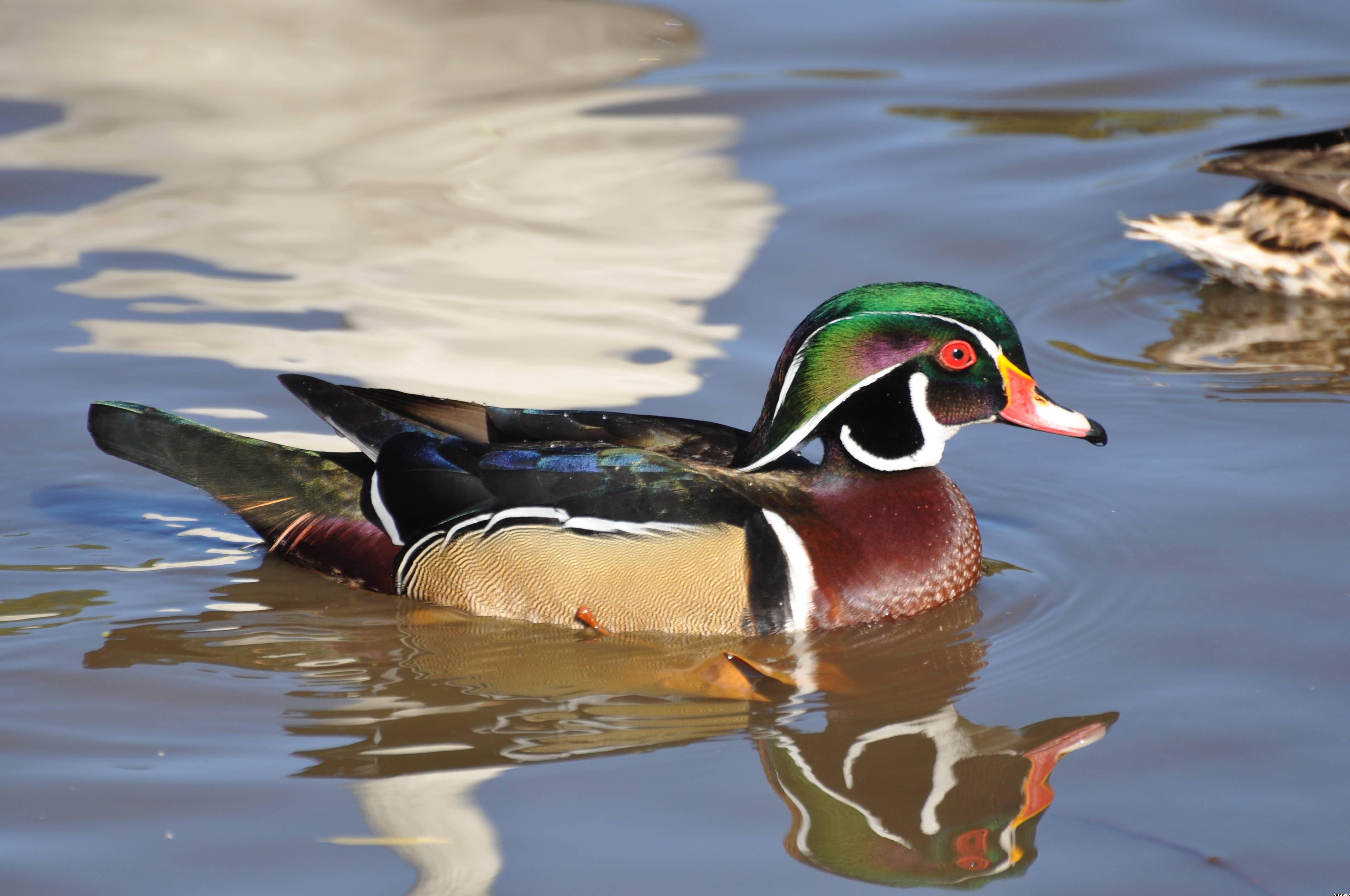 Male Wood Duck Wallpaper