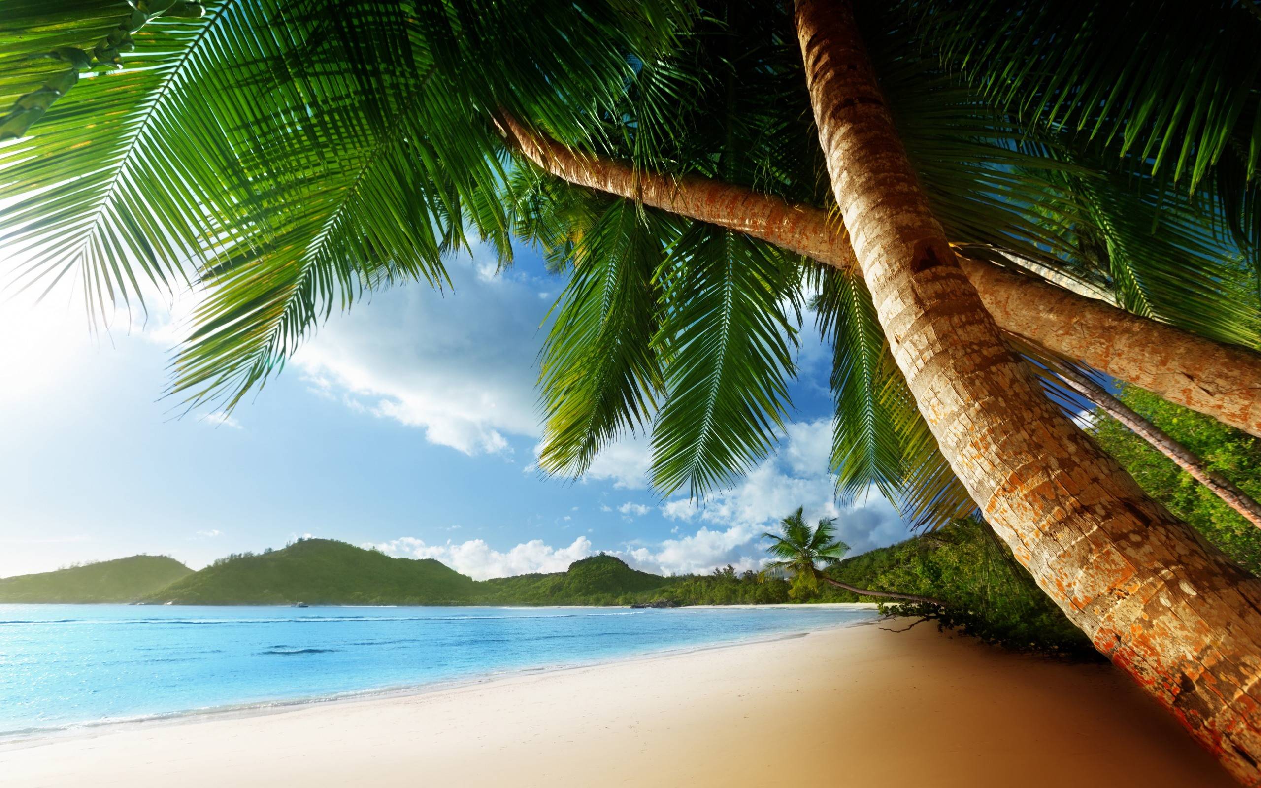 Beach With Palm Trees HD Image 3 HD Wallpaper
