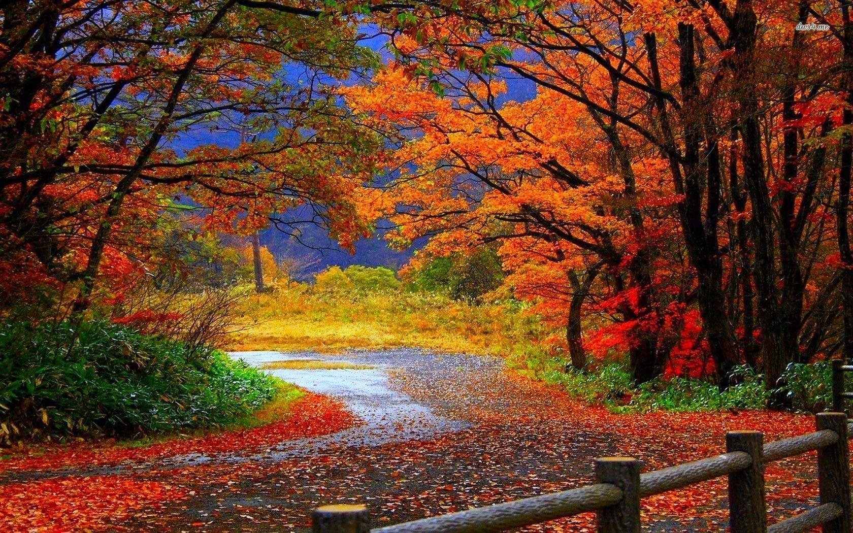 Trail in Autumn forest wallpaper wallpaper - #
