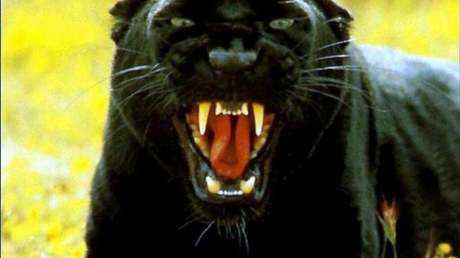 Black Panther Cats Fangs Snarl Teeth Jaguar HD wallpaper #