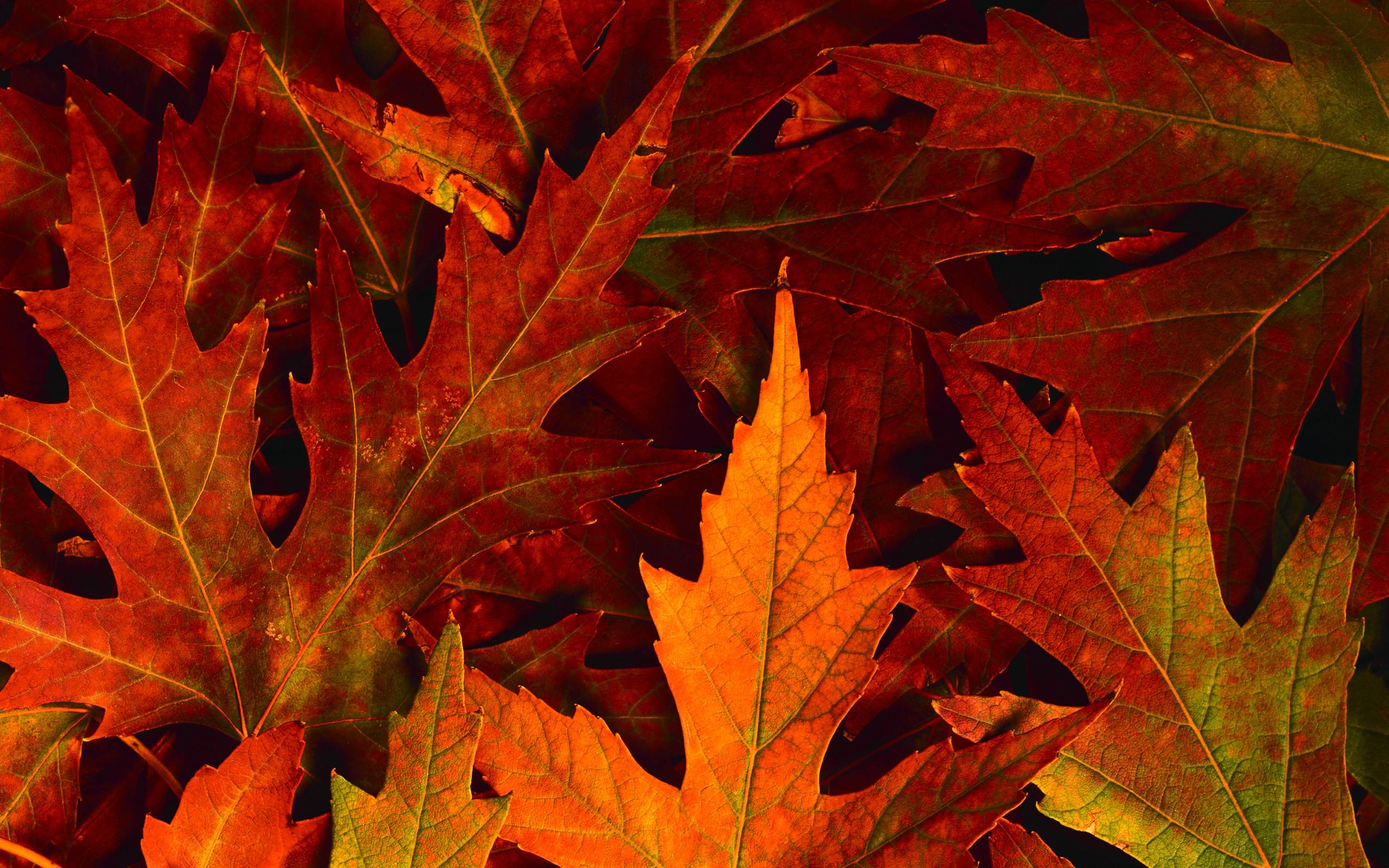 Fall Leaves Desktop Backgrounds - Wallpaper Cave